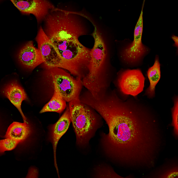 Small Airway Epithelial Cell 60X Hoechst CES1 Functional Dye CellMask 2