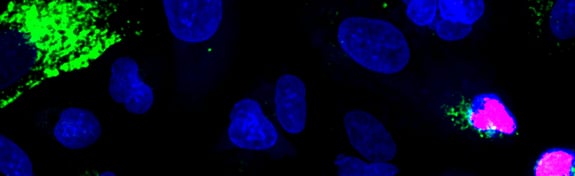 cell-health-lpwebpage-banner-image