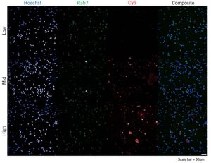 LNP-uptake-t-cells-rep-images