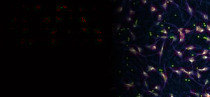 flipr-sensory-neurons-banner